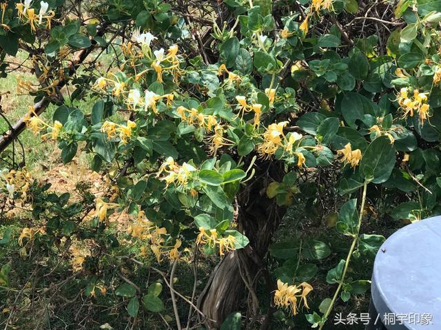 山上庄园里这几棵老桩金银花值钱了,你们能猜出它的年龄么?