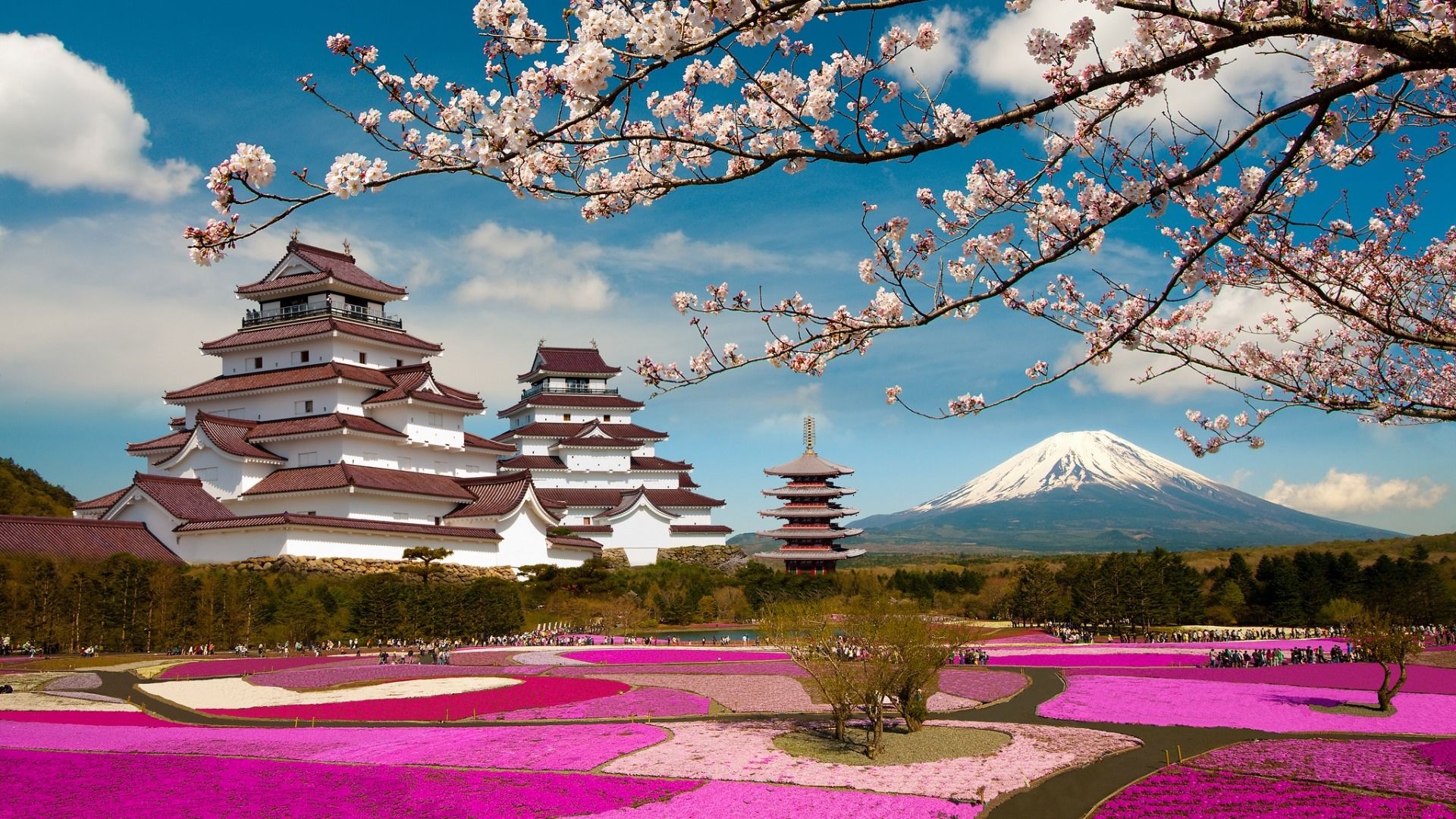 满树烂漫的日本樱花美景壁纸,散步在街道显得