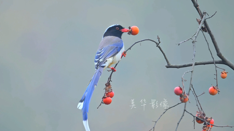 这是高手!红嘴蓝鹊树上摘柿子像极了一幅画 这是高手!红嘴蓝鹊树上摘柿子像极了一幅画