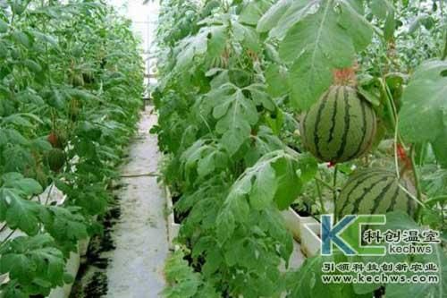 西瓜能使用无土栽培技术种植吗