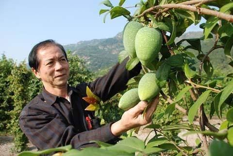 外国人想吃这种水果,就只能来中国,100块一斤