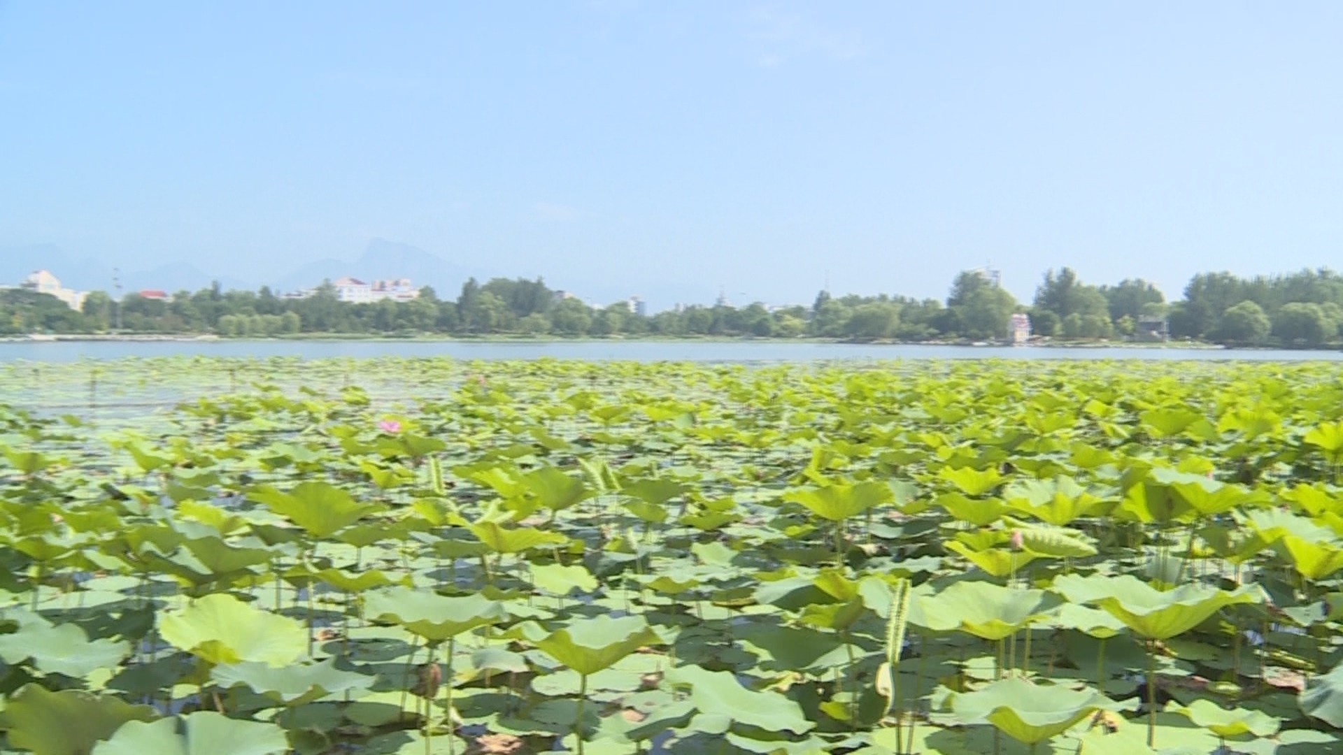 “接天莲叶无穷碧,映日荷花别样红”延庆生态美景惹人醉！