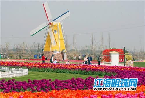 海量美图!通州鲜花小镇花海绽放 南通人又添赏