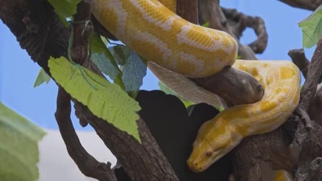 《卡酷动物园》20180616这个动物不太冷