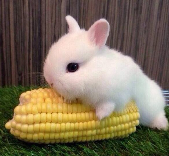 兔子家族黑历史一箩筐 假怀孕意淫怀孕名副其实大色魔