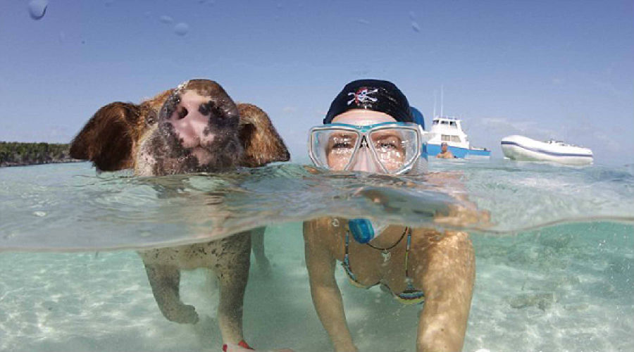 外国人真会玩 加勒比海猪岛美女和猪一起游泳