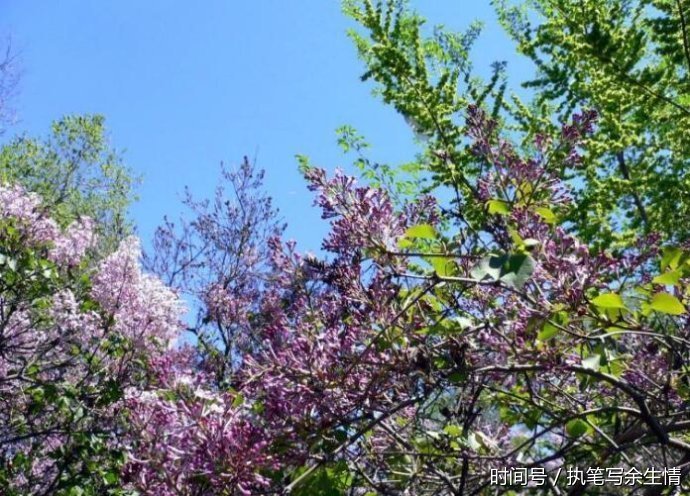 药谷丁香茶有个别名百结茶,你知道为什么吗?