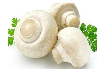 宝宝可以吃口蘑吗!口蘑怎么做给宝宝吃口蘑的