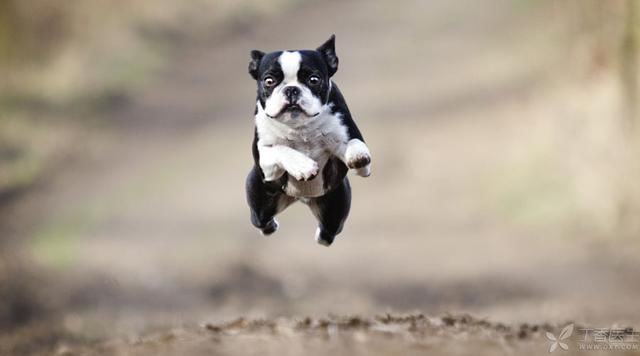 女子被狗咬伤后打4针疫苗,仍狂犬病发作,打了