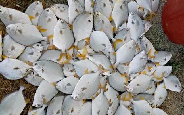 虾病频发,全国缺虾严重!这种养虾模式风险低、