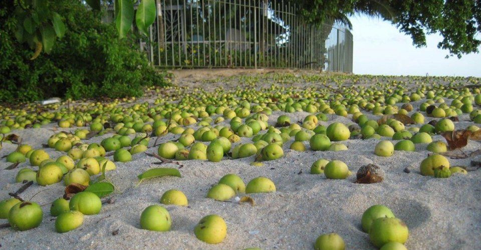 植物学家警告:这种死亡之树含有剧毒,下雨时严禁站在树下!