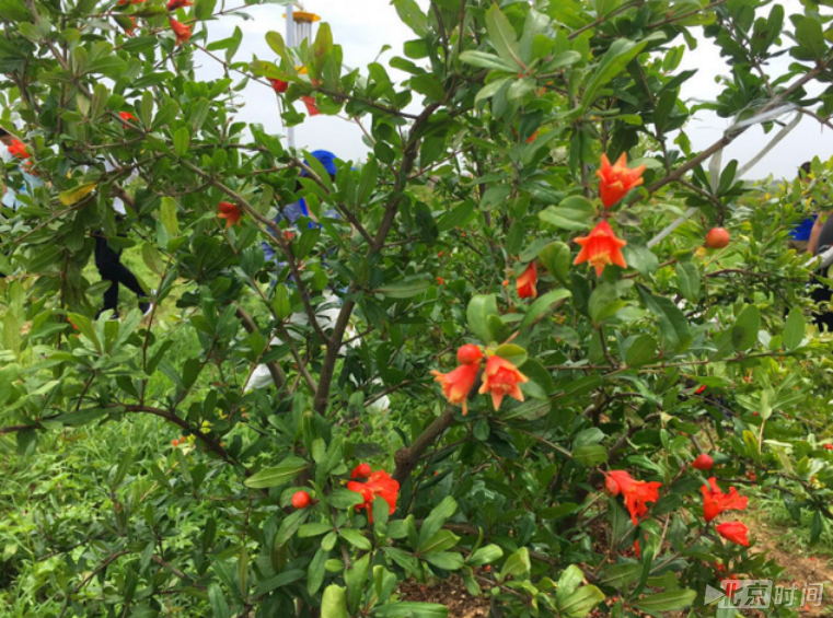 【水到渠成共发展】农民不能种粮食还能干点啥?脱贫攻坚的几点河南经验 【水到渠成共发展】农民不能种粮食还能干点啥?脱贫攻坚的几点河南经验