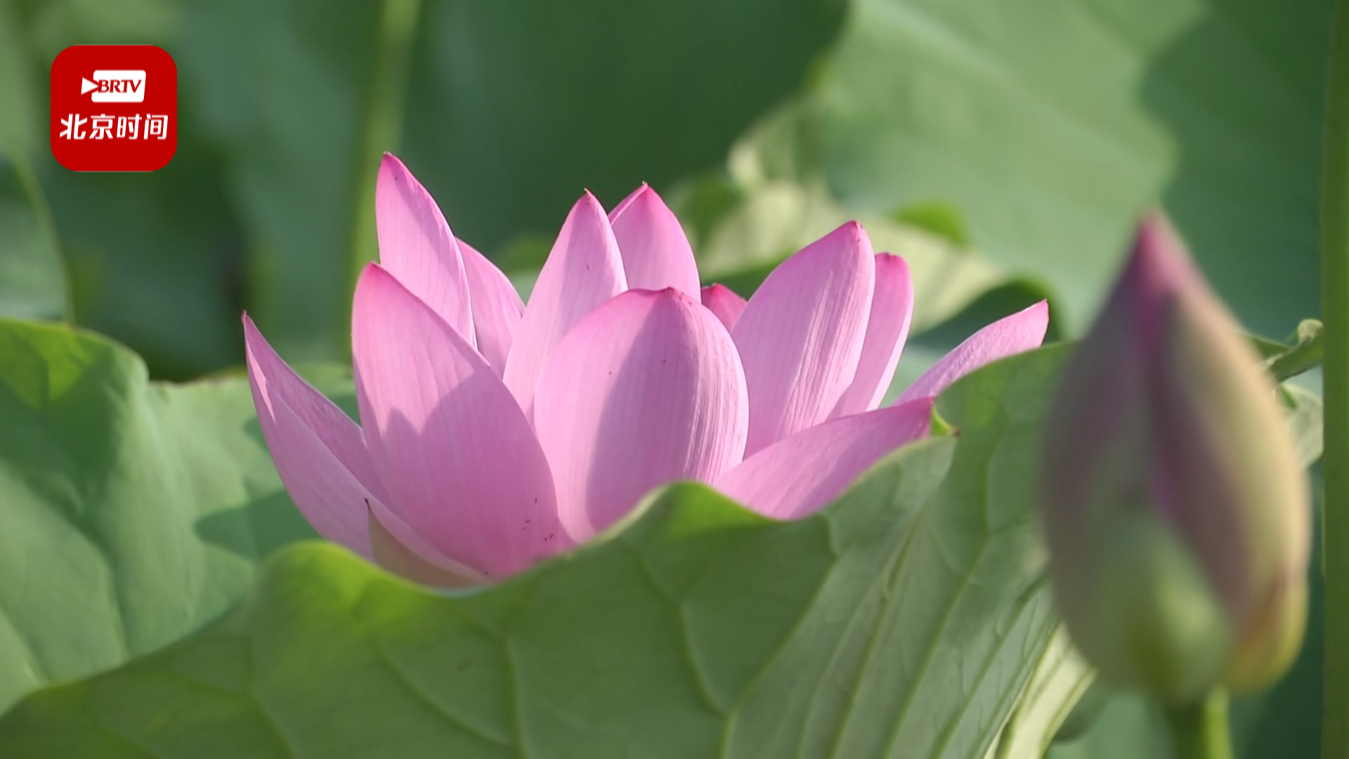 莲花池公园荷花节开幕啦 莲花池公园荷花节开幕啦