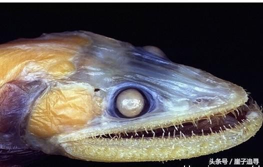 深海1万米巨型生物