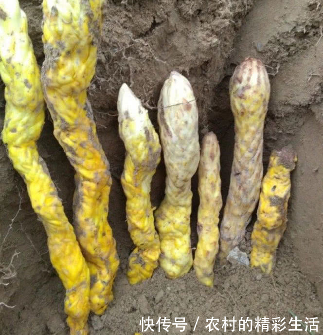 农村老汉地里挖到七条金蛇,专家称可以在上海