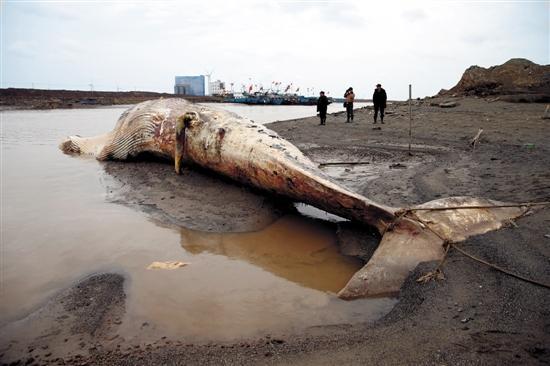 3月20日,上海渔政部门接报,有渔民在大治河口外海域发现一头死亡鲸鱼.