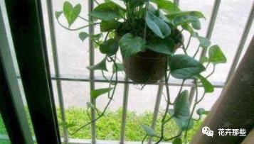 绿萝原来有毒,小孩一定不要碰,不要养太多!记
