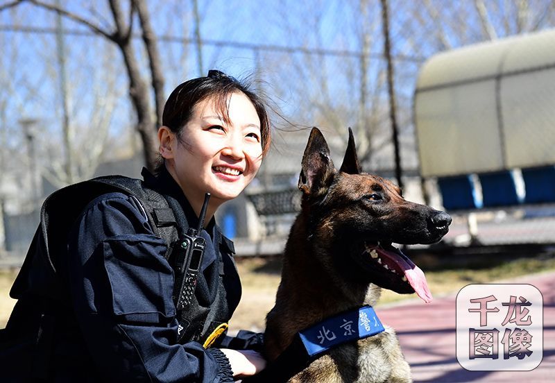 图为北京警犬.傅祖兴摄戴上vr设备的警犬,帅气十足.图为北京警犬.