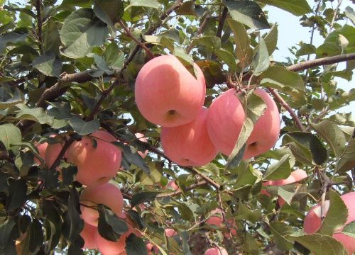 农村最缺什么生意?农村有哪些适合做的项目?