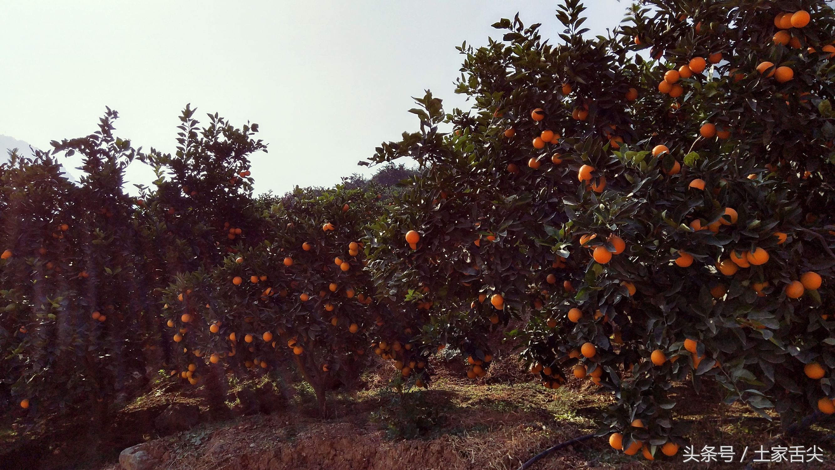 出产于长阳清江椪柑原产地岩松坪的纽荷尔圆红