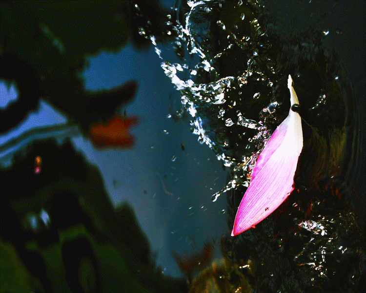 雅态妍姿正欢洽,落花流水忽西东