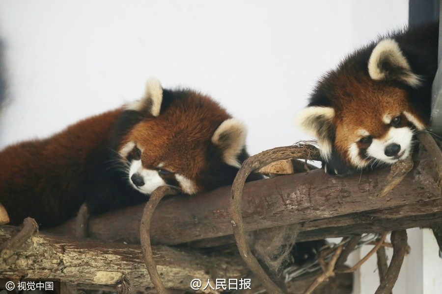 重庆小熊猫上演集体瘫 网友:像明天的我