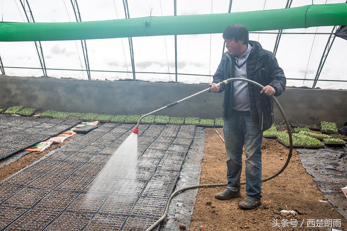 土豪!农村大叔将西瓜种在南瓜上,俩月收入70万