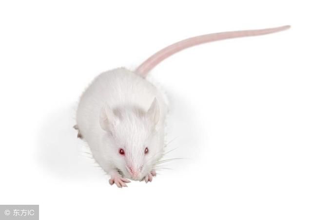 生肖鼠在今年狗年运势是好是坏?需注意些什么