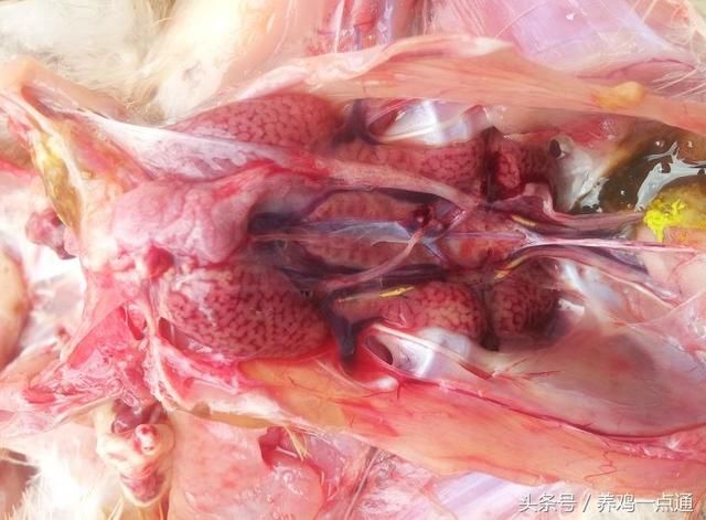 出现这种情况、抓紧时间治疗!只要得病就是死