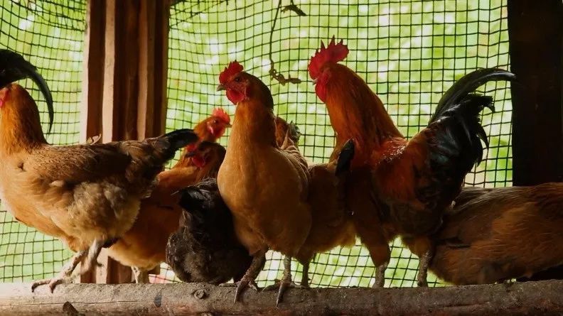 环保税征收倒计时4天!对农民有什么影响?