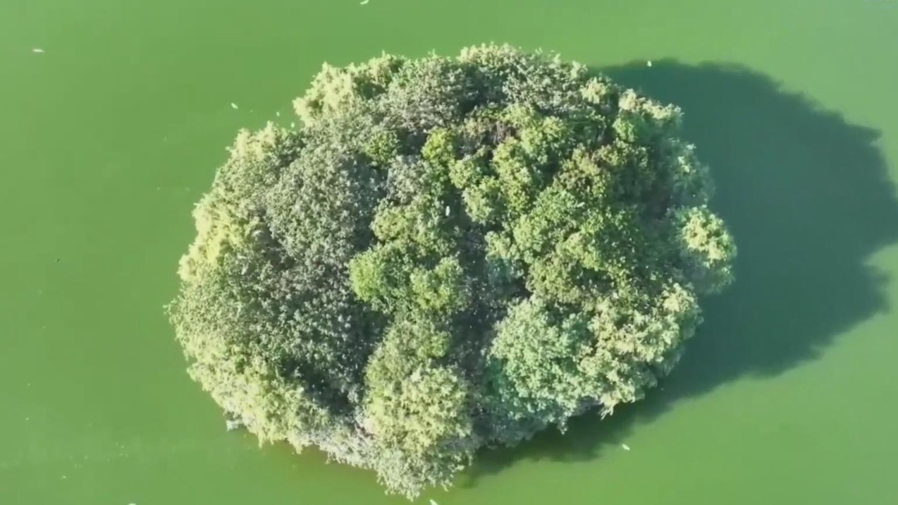 与鸟共舞!武当太极湖“藏”绝美“鸟岛”尽显生态之美! 与鸟共舞!武当太极湖“藏”绝美“鸟岛”尽显生态之美!