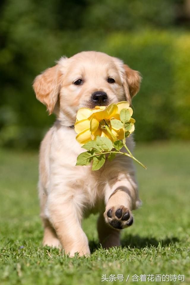 大乐透:又是一注机选逆天号码,又要虎口拔牙还