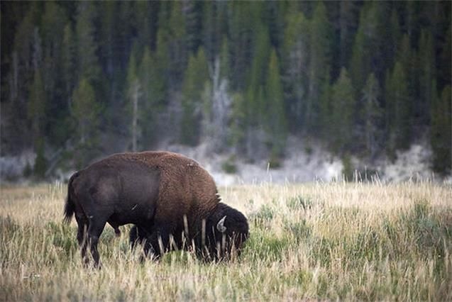 数以百计的野牛死亡,对火山喷发担忧增长!