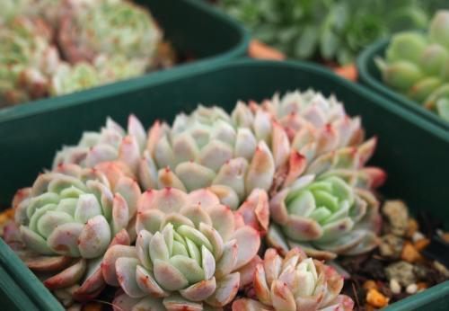 这2种多肉植物 扔土里就能活 勤快的人养不好 新手轻松养爆盆 北京时间