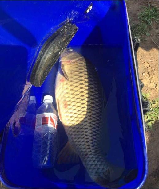 三岔河水库钓鱼,大战12斤鲤鱼!