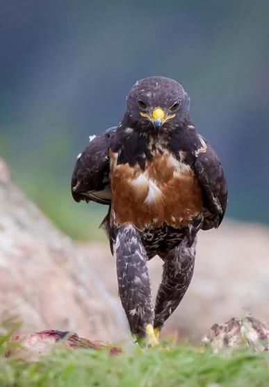 地表肌肉最强七大物种,人在它们面前不堪一击