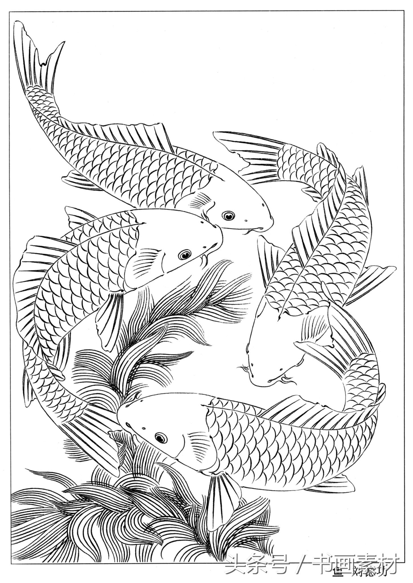 书画素材|国画篇之名家鲤鱼、金鱼白描系列图