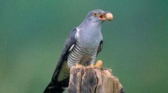 鸟类中最坏最无耻者就是它了, 坏到无下限, 却被