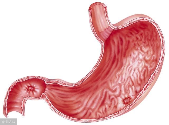 胃是人體至關重要的消化器官,正因為胃部的正常運轉,我們才能消化吸收