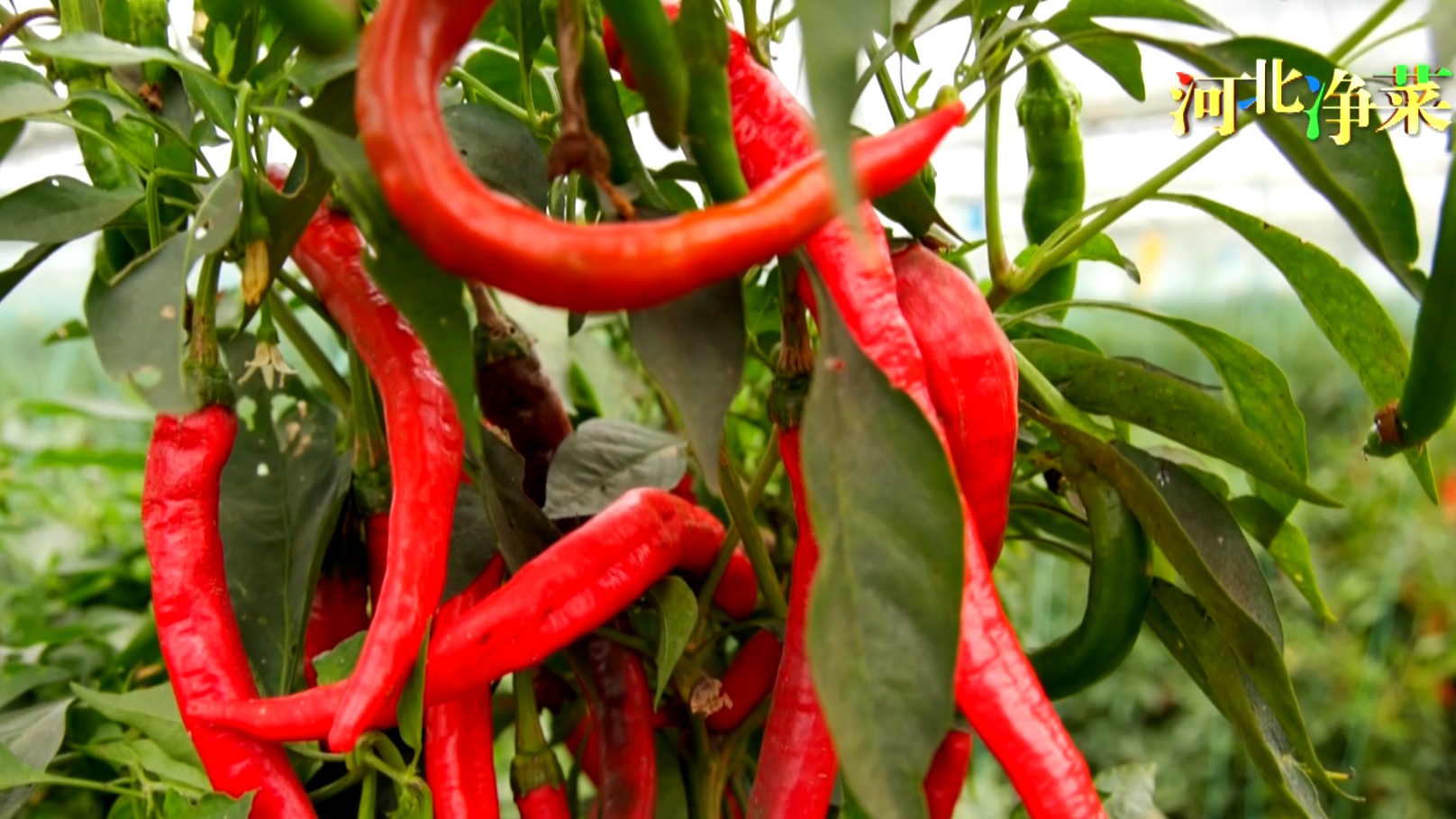 辣椒为什么这样“红”！据传鸡泽辣椒红天下，名号叫响的原因竟是……
