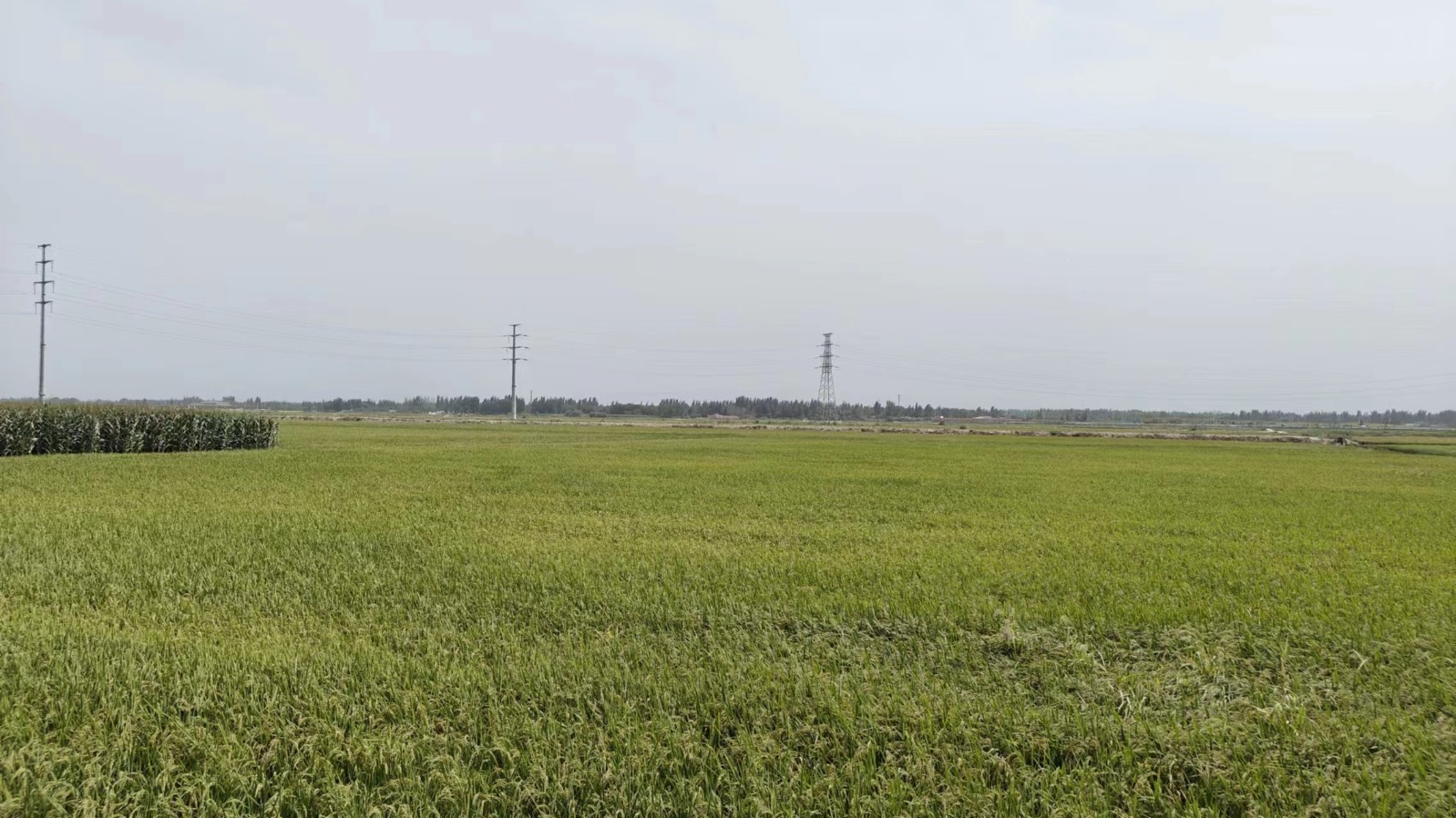 沿着河湖看新疆 | 塔克拉玛干沙漠边有个迷人的“稻香村” 沿着河湖看新疆 | 塔克拉玛干沙漠边有个迷人的“稻香村”