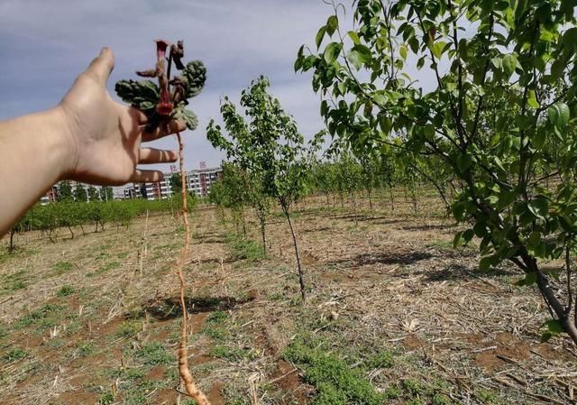采挖邢台西郊田地里的野生地黄