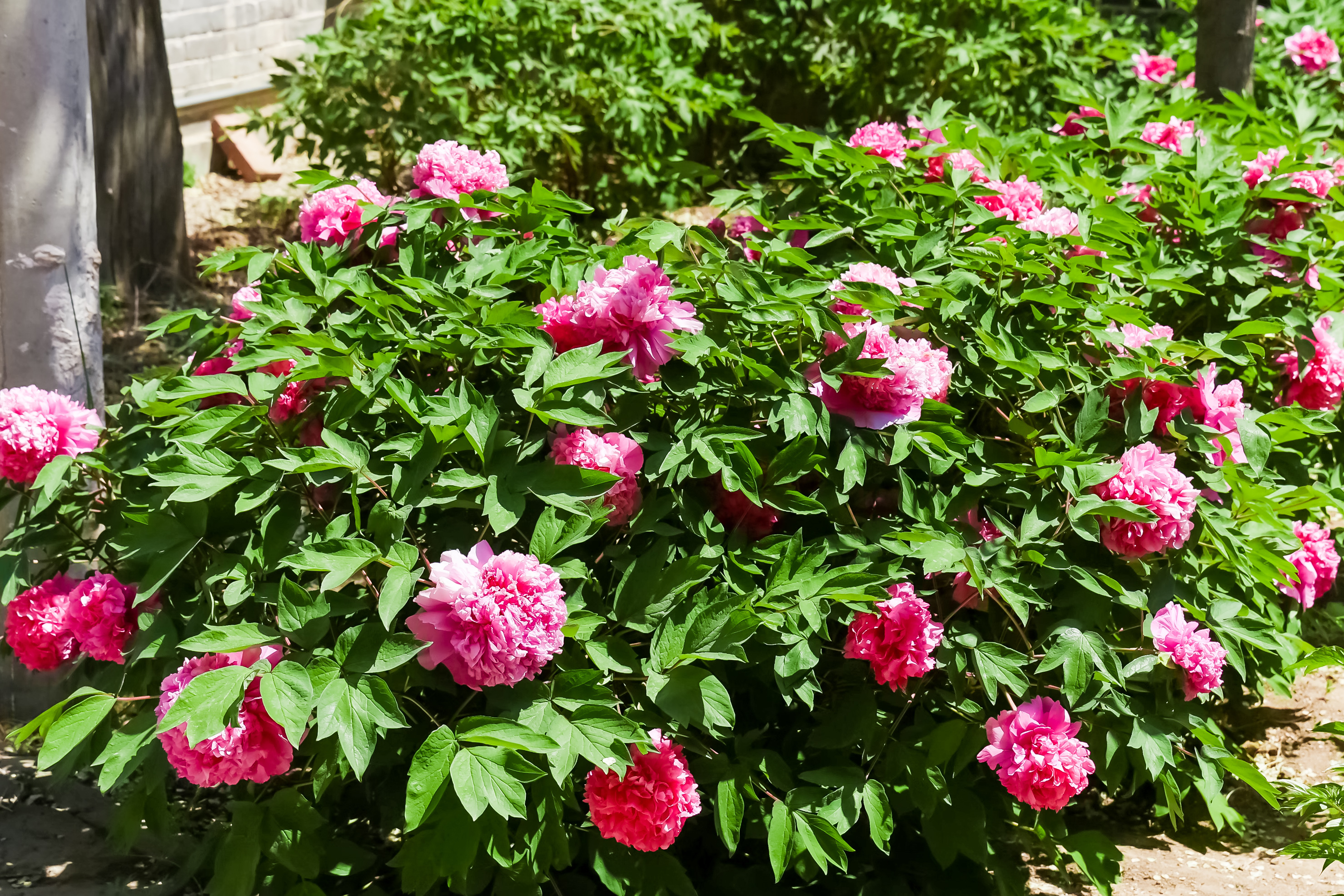 延庆牡丹文化节"花开花落二十日"至花期结束 "花样"活动等您来