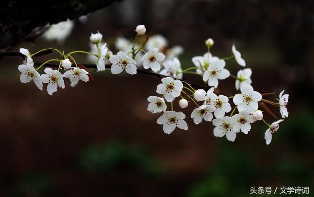 千树万树梨花开 36首含有梨花的诗句,一起欣赏