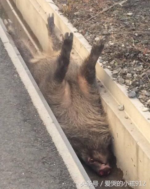 男子被猪的叫声吸引,寻声而去后,野猪的反应让