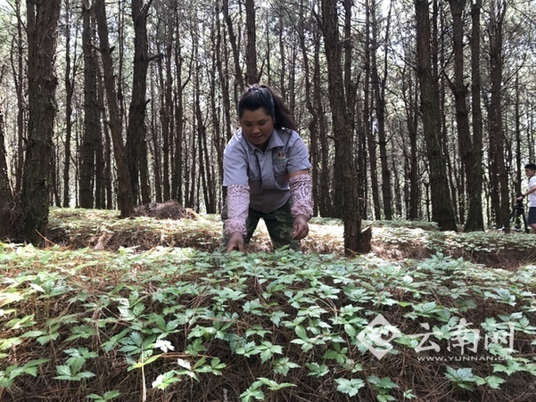 院士到山村里种洋芋 朱有勇院士团队定点帮扶普洱澜沧脱贫攻坚