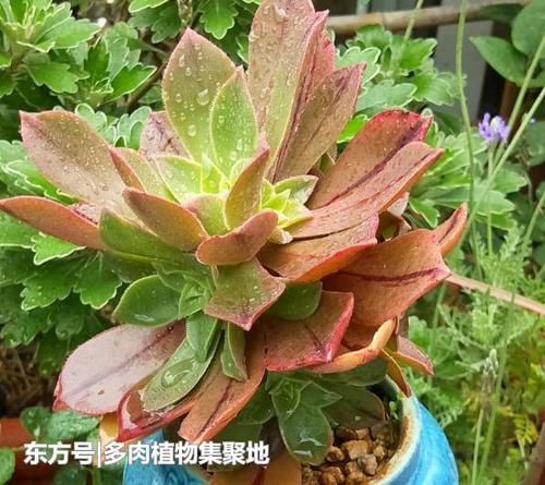 多肉植物的叶子掉光了,慢慢黑腐,教你正确处理