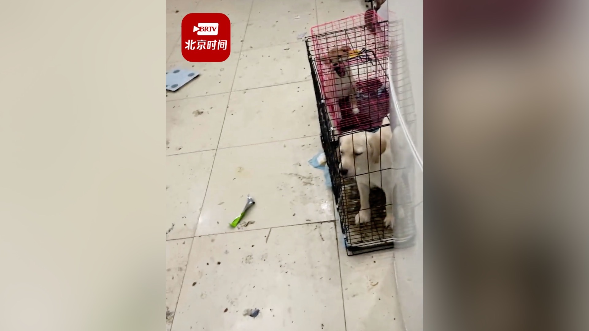 情侣欠租离开留下满屋垃圾和2只狗 中介：钥匙没交，水电费没结就走了