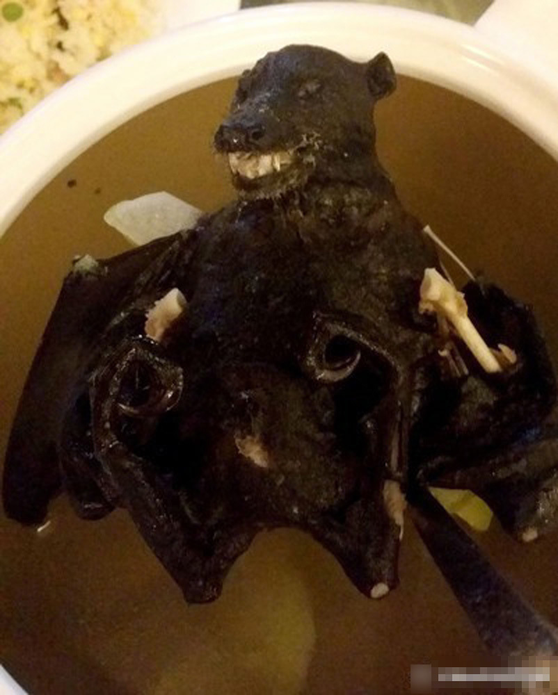 帕劳的水果蝙蝠汤 据说这次广东人都“输”了