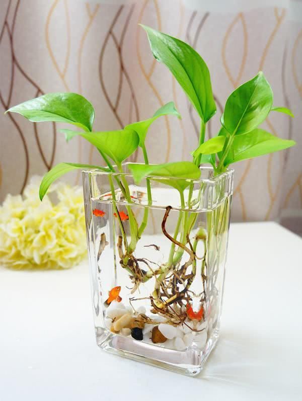 三,水养绿萝平时如何养护 1,忌强光直接照射,散光即可满足绿萝的生长